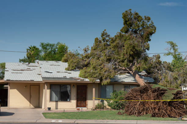 Who is responsible to remove fallen trees?